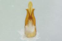 Agriotes acuminatus