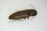Agriotes lineatus
