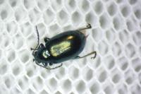 Altica oleracea
