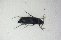 Anaspis frontalis