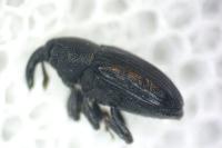 Baris artemisiae