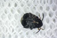 Bruchus atomarius