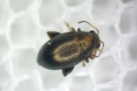 Chaetocnema hortensis