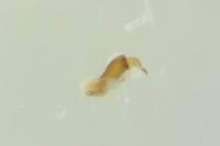 Chaetocnema hortensis