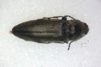 Cidnopus pilosus