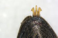 Cidnopus pilosus