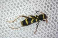 Clytus arietis