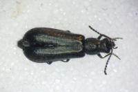 Dasytes aeratus