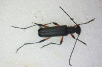 Grammoptera abdominalis