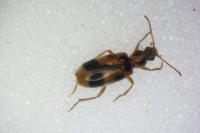 Notoxus monoceros