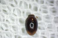 Olibrus corticalis