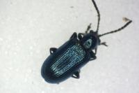 Oulema gallaeciana
