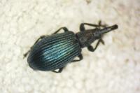 Perapion violaceum