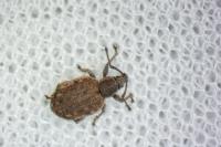 Peritelus sphaeroides