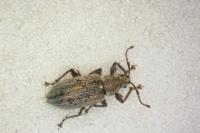 Phyllobius pyri