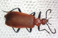Pyrochroa serraticornis