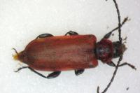 Pyrrhidium sanguineum