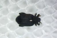 Rhinoncus pericarpius