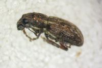 Sitona suturalis