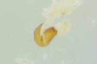 Sitona suturalis