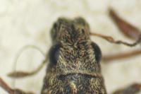 Sitona suturalis