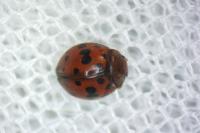 Subcoccinella vigintiquatuorpunctata