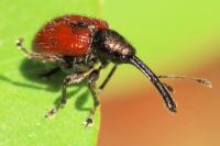Tatianaerhynchites aequatus