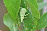 Polydrusus planifrons