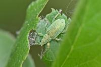 Polydrusus planifrons