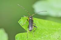 Grammoptera ruficornis