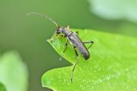 Grammoptera ruficornis