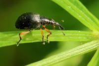 Protapion fulvipes