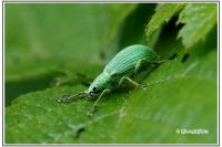 Polydrusus planifrons