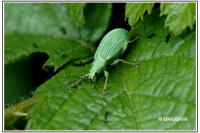 Polydrusus planifrons