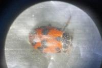 Hippodamia variegata