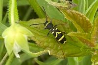Clytus arietis