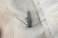 Phytoecia cylindrica