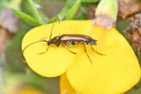 Alosterna tabacicolor