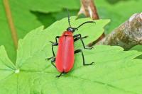 Pyrochroa coccinea