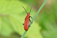 Pyrochroa serraticornis