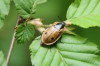 Dendroxena quadrimaculata