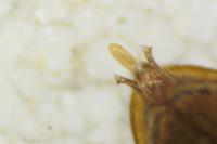 Agriotes acuminatus