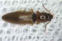 Agriotes acuminatus
