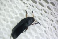 Anaspis frontalis