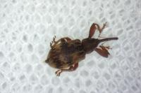 Anthonomus rectirostris