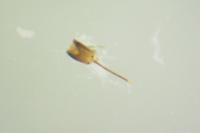 Brassicogethes aeneus
