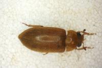 Byturus ochraceus