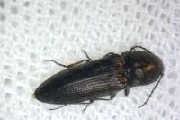 Cidnopus pilosus