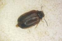 Contacyphon coarctatus