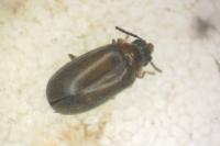 Contacyphon variabilis